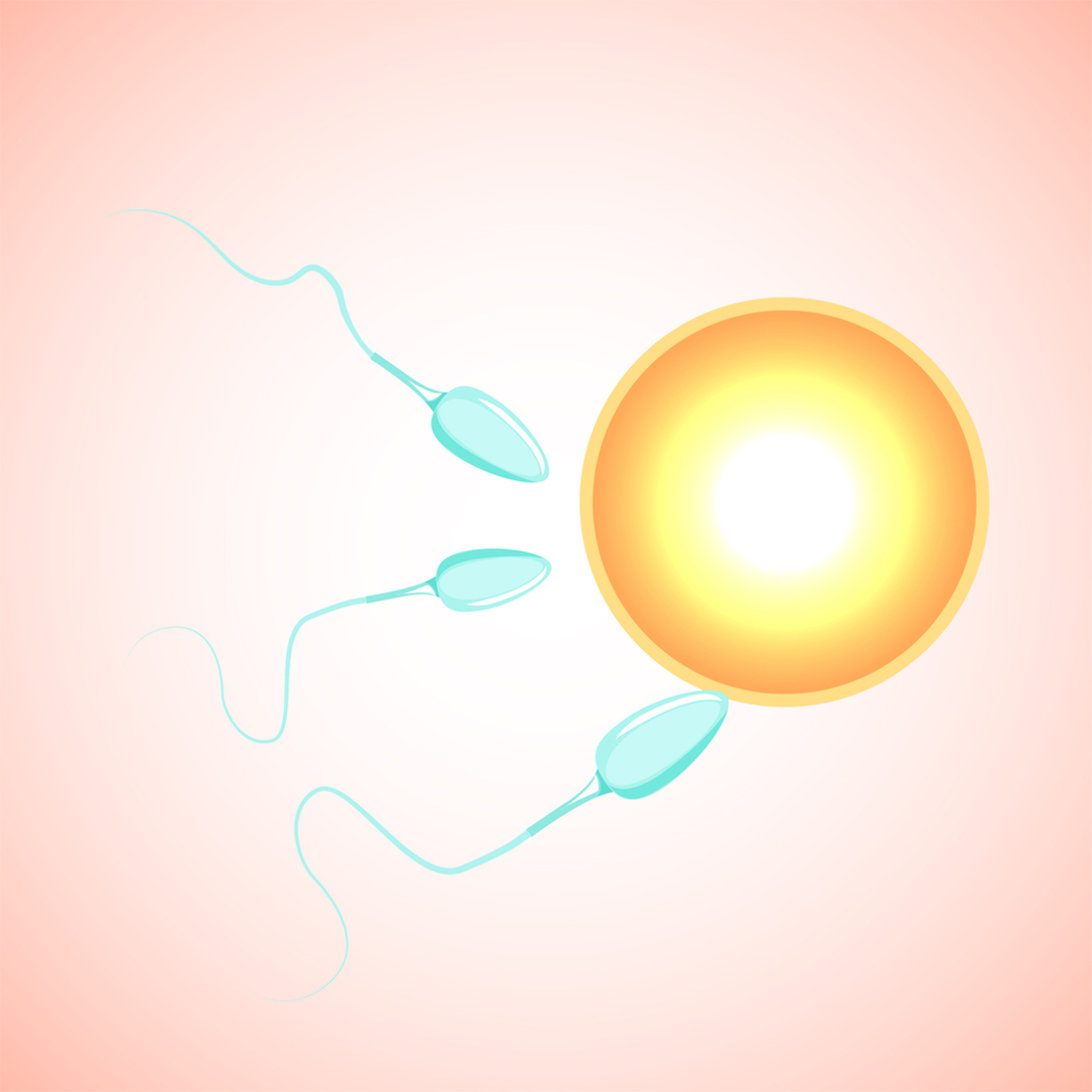 Role of Sperms in treatment of the test tube baby